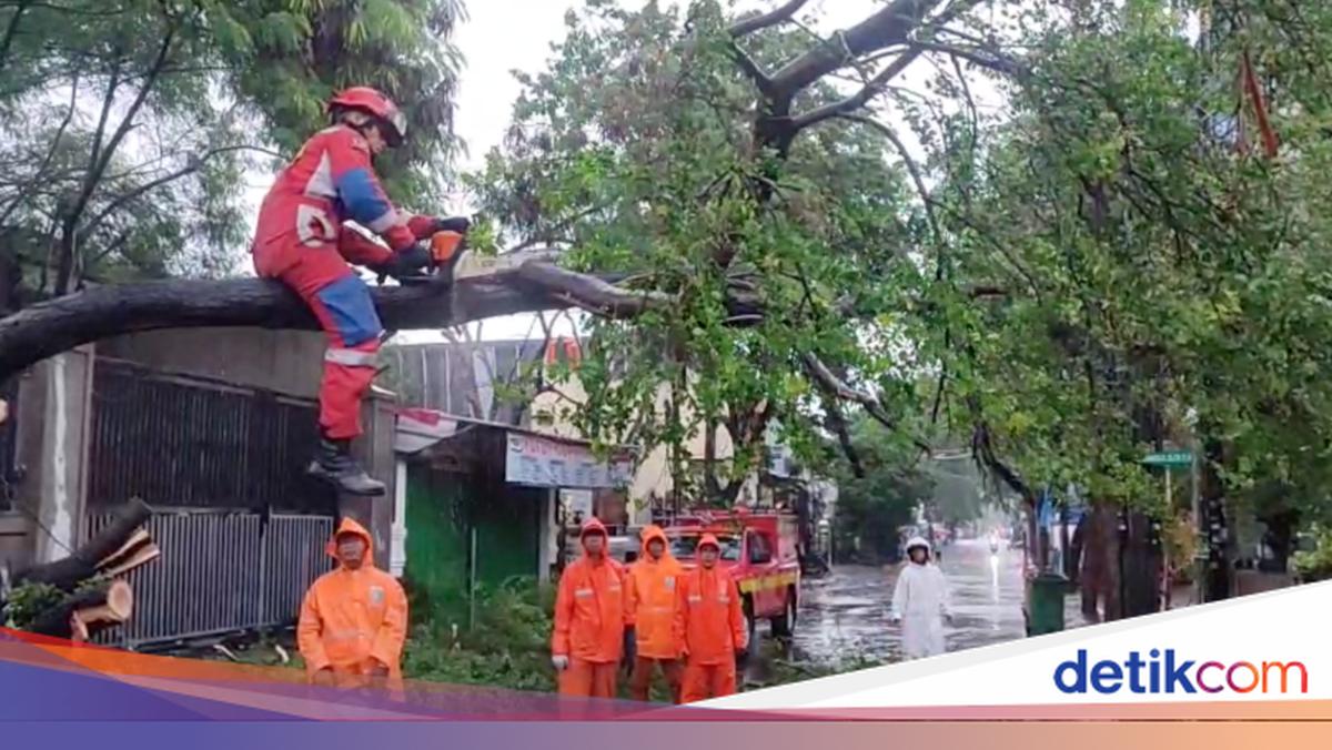 Hujan Deras Tumbangkan Pohon, Akses Jalan di Lagoa Jakut Tertutup Sementara