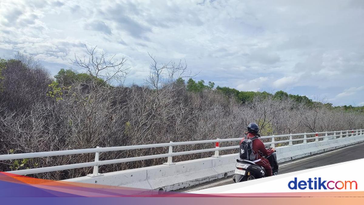 6 Are Tanaman Mangrove Tahura Ngurah Rai Mati Diduga gegara Pipa BBM Bocor