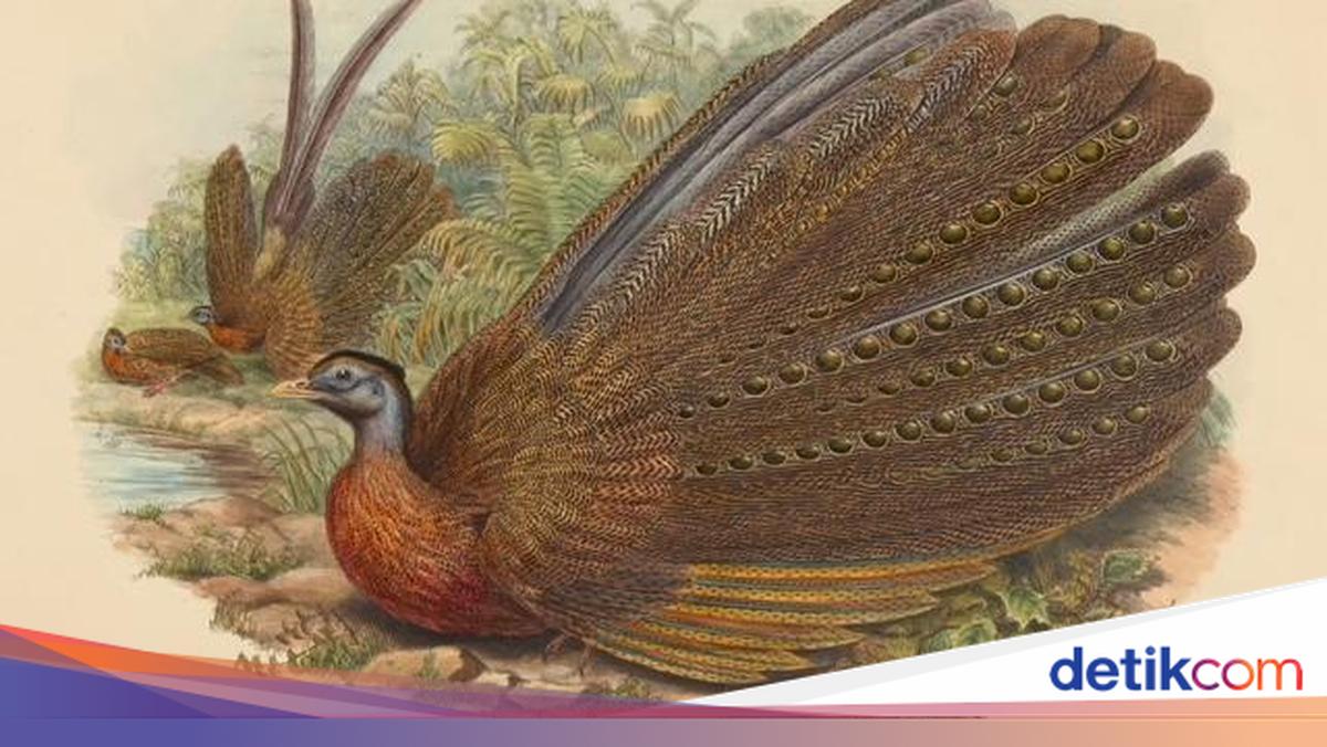 Legenda Burung Ruai untuk Teman Ngabuburit: Si Bungsu Vs 6 Kakak Iri Dengki
