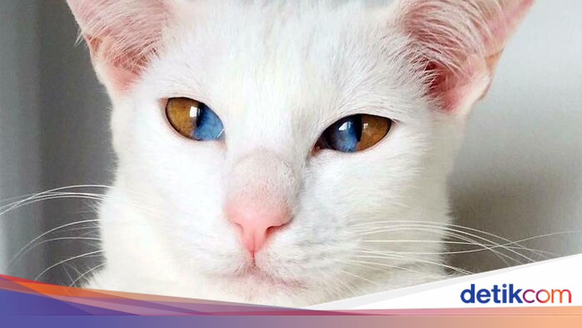 Keajaiban Genetik, 7 Kucing dengan Mutasi Langka yang Memukau