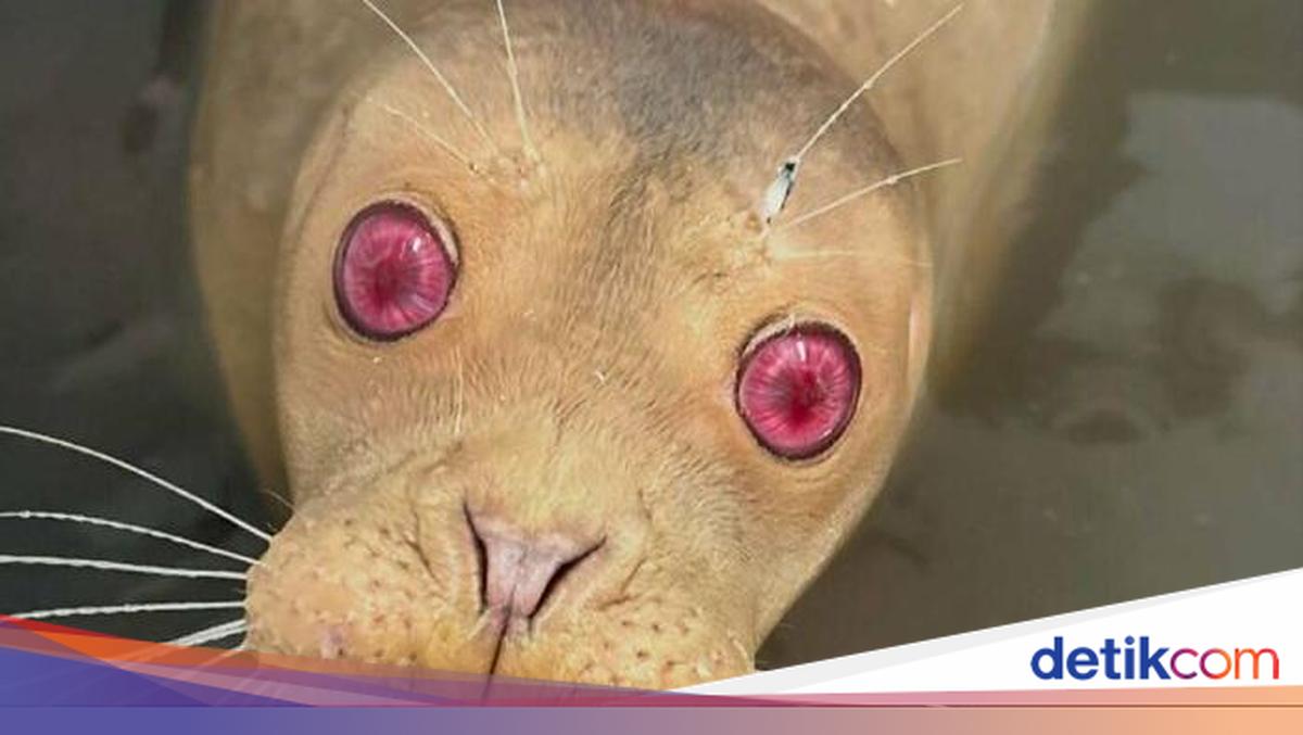 Keajaiban Warna Pudar 10 Hewan dengan Keunikan Genetik yang Menakjubkan