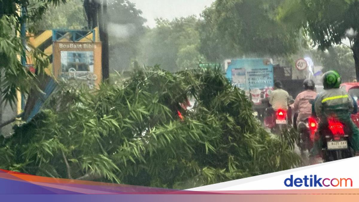 Hujan Angin di Surabaya, Sejumlah Pohon Tumbang ke Jalan