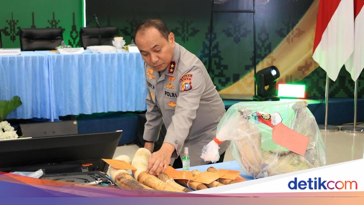 Pertama dalam Sejarah, Polda Riau Ungkap Perburuan Gajah dari Hulu ke Hilir