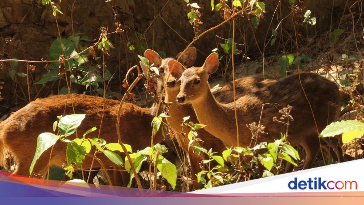 Jadi Logo HUT ke-539 Gresik, Populasi Rusa Bawean Masih Terancam