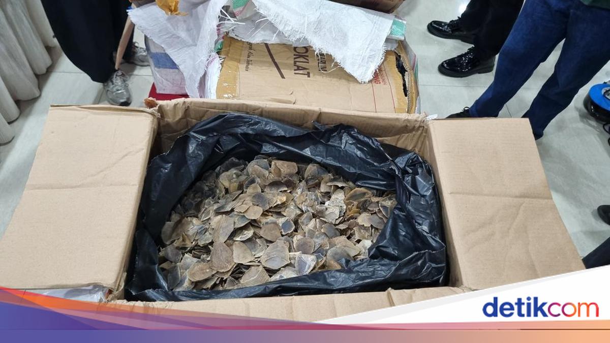 Pelaku Penyelundupan Samarkan 3 Ton Sisik Trenggiling dengan Mie dan Teripang