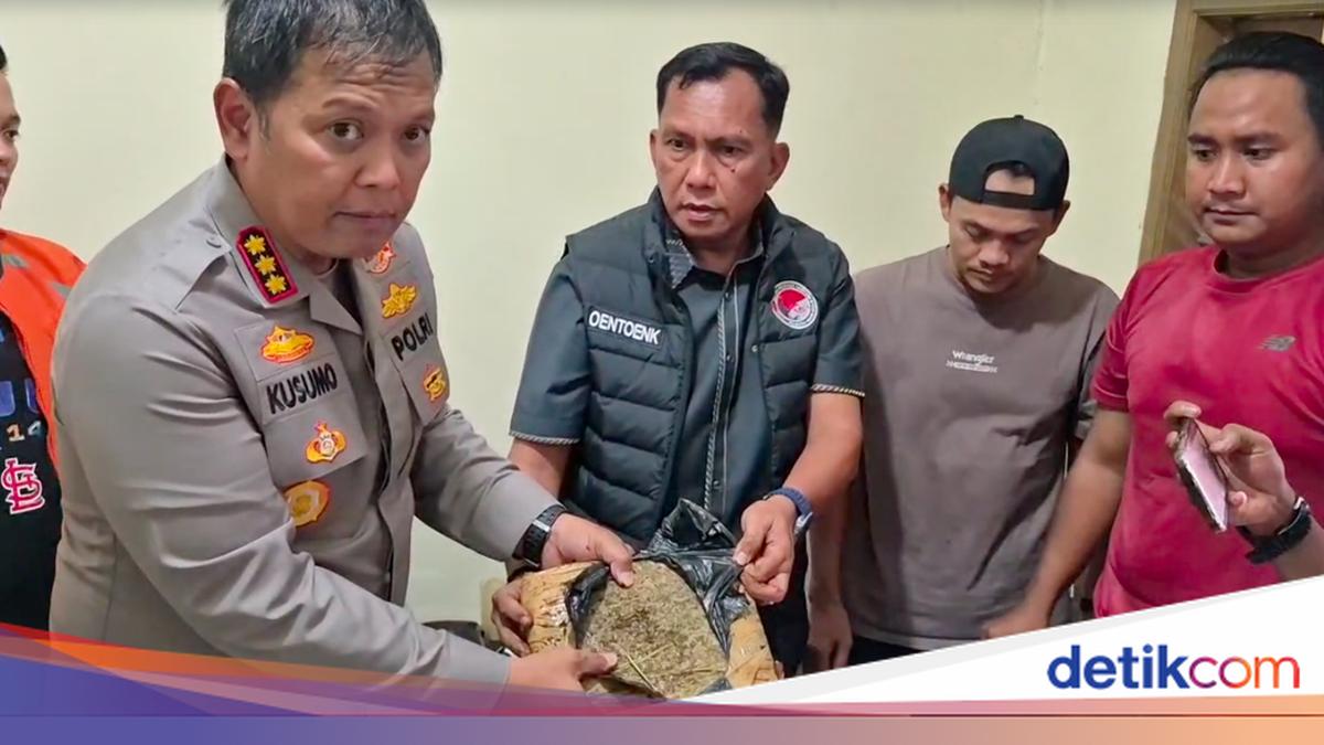 Polisi Tangkap Pengedar Narkoba di Kota Bekasi, 44 Kg Ganja Disita