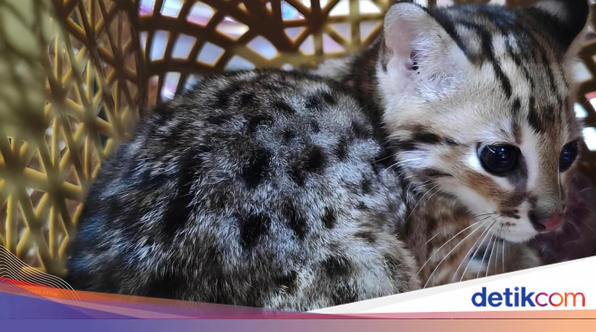 Kucing Kuwuk, Predator Imut Berjuluk 'Harimau Pembunuh Ayam' yang ...
