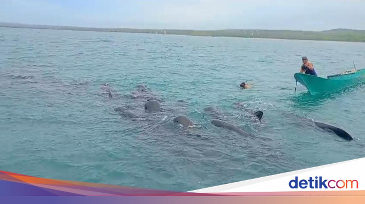 Tragedi di Perairan NTT: 11 Paus Pilot Mati Terjebak Jaring Nelayan