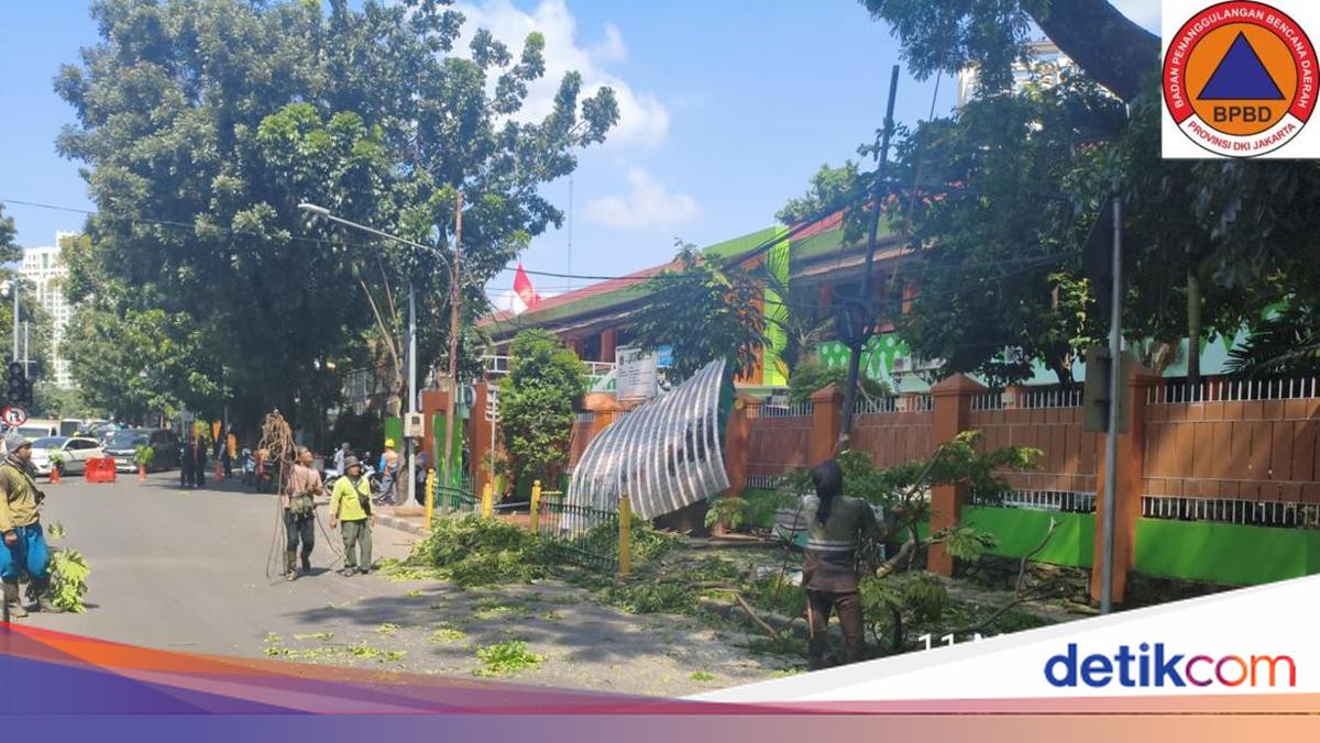 Pohon Tua Tumbang Depan SMKN 30 Jakarta, Tiga Pengendara Terluka Ringan