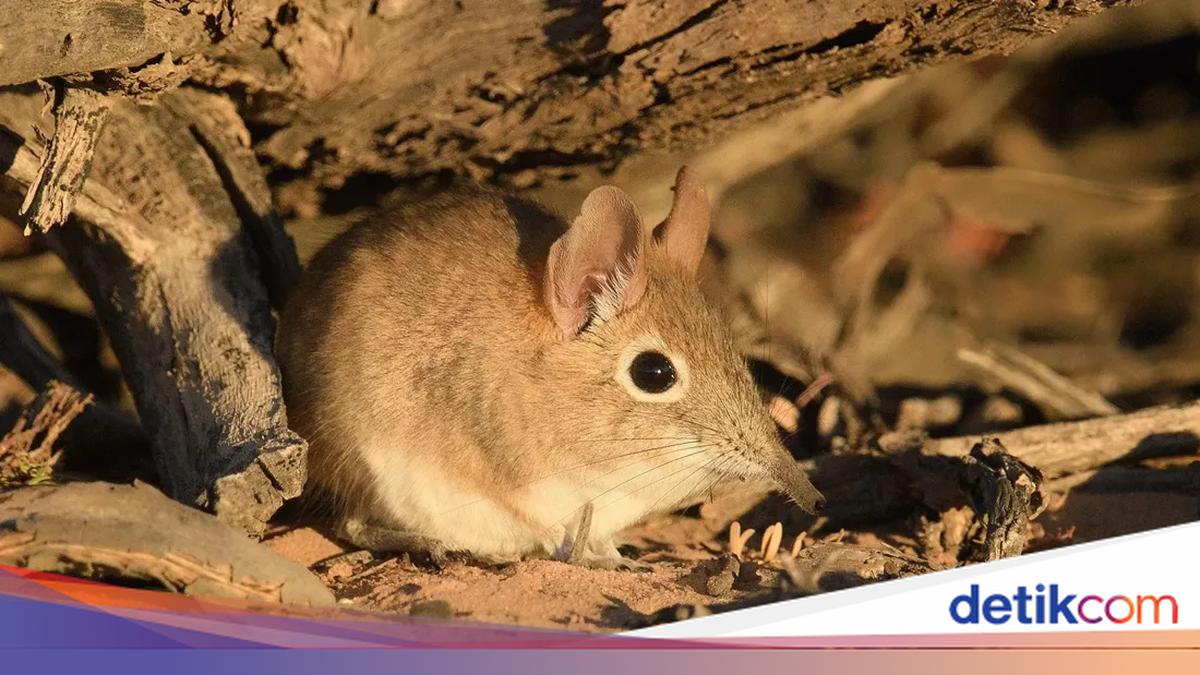 Jejak Kaki Hewan Kecil Ini Bisa Jadi 