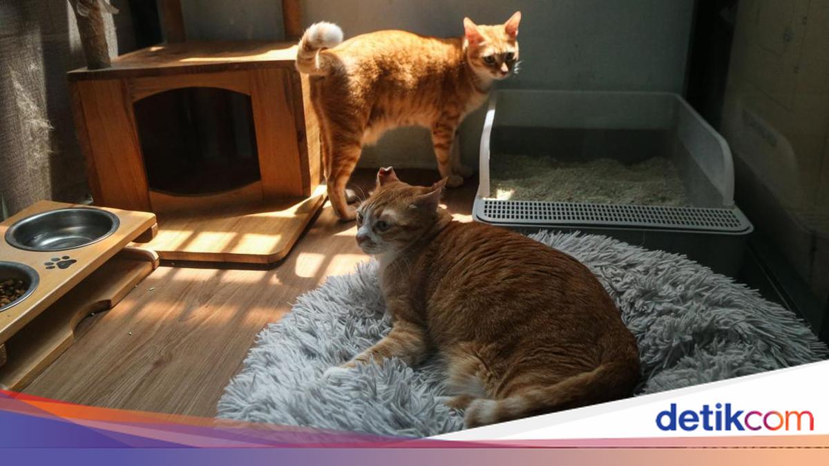 Hotel Kucing Kebanjiran Order Jelang Lebaran, Penuh hingga Akhir Maret