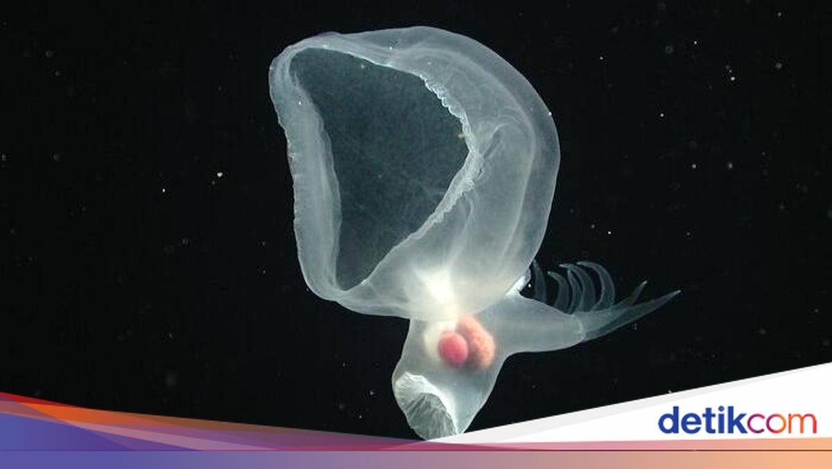 Bukan Alien, Hewan-hewan Ini Hidup di Laut Paling Dalam
