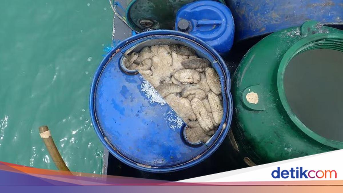 Kapten Kapal Indonesia Dipenjara di Australia Atas Penangkapan Teripang Ilegal