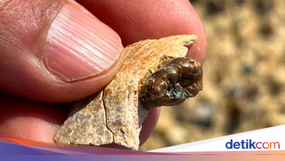 Temuan Fosil Kera 18 Juta Tahun Bisa Jadi Ubah Teori Asal Manusia