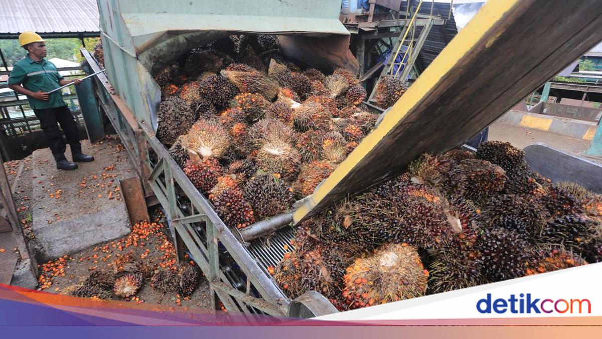 RI Mau Lobi AS Biar Sawit Nggak Kena Tarif 10%