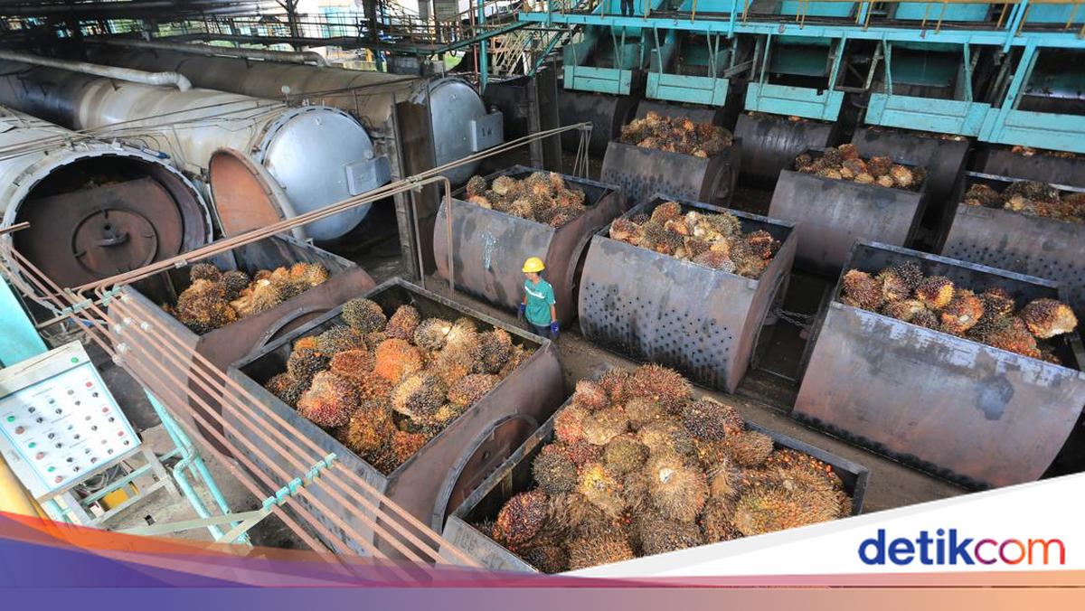 Terbongkar Permainan Harga Ekspor Sawit! - detikFinance