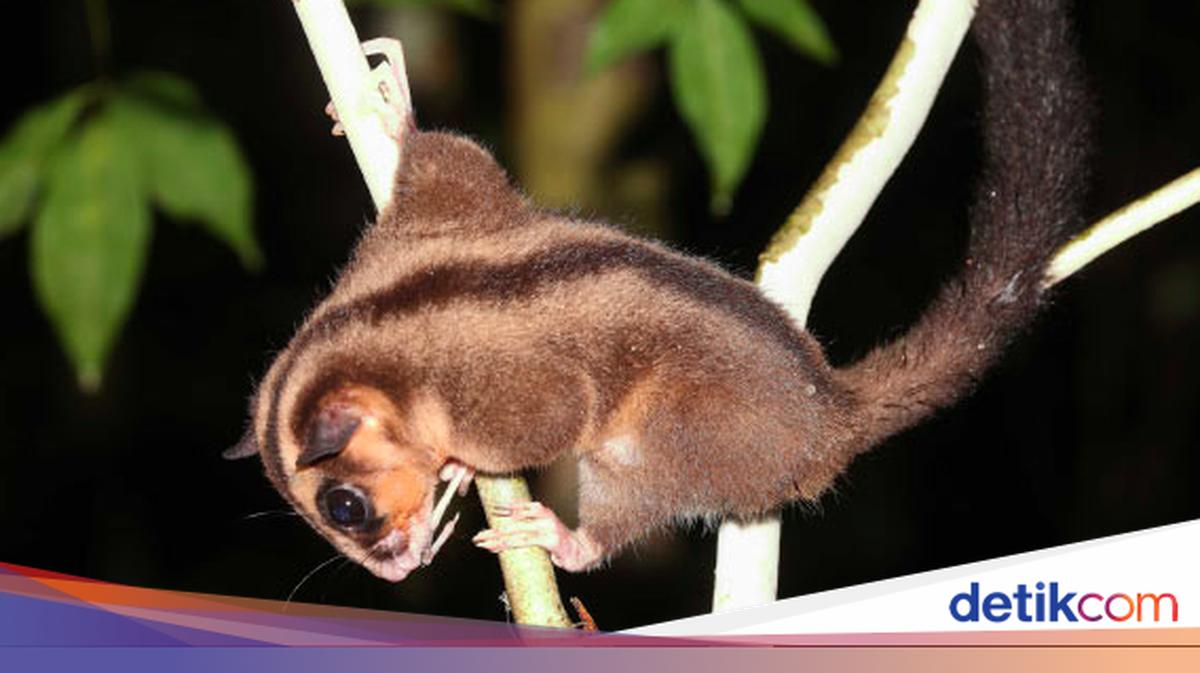 Spesies Disangka Punah Selama 6.000 Tahun Ditemukan di Papua Nugini