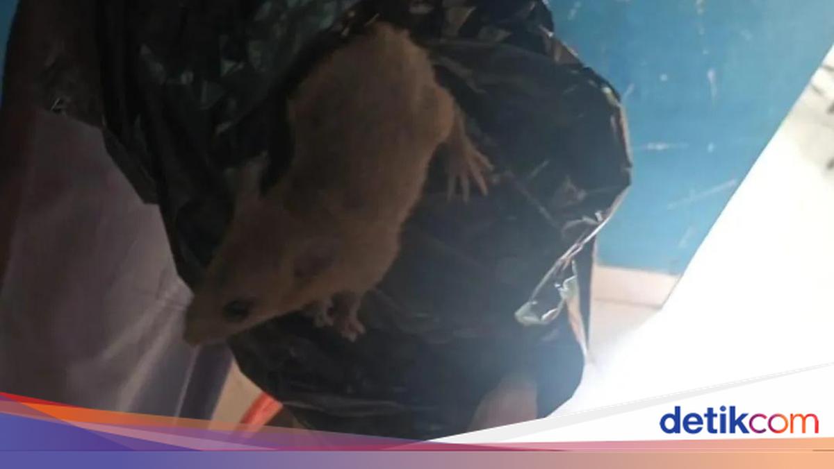 Seekor tikus keluar dari dalam boks berisi tempat makan MBG di SMKN 8 Semarang viral di media sosial. Tikus tersebut sudah menyantap sejumlah boks.