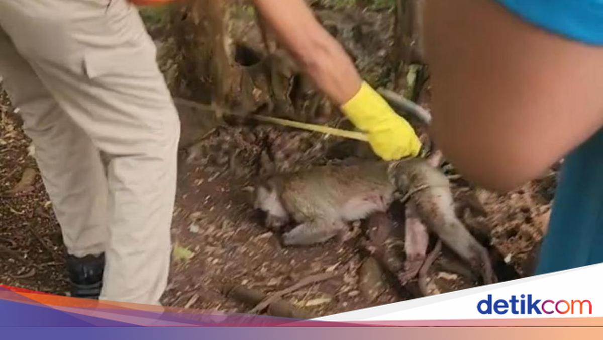Monyet Peliharaan Serang Balita hingga Tewas di Pamekasan, Pemilik Bunuh Hewan Tersebut