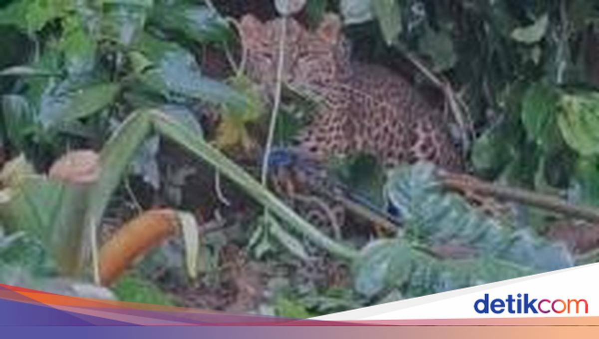 Macan Tutul Terjerat Dekat Permukiman Warga di Bogor, Tim Gabungan Lakukan Evakuasi