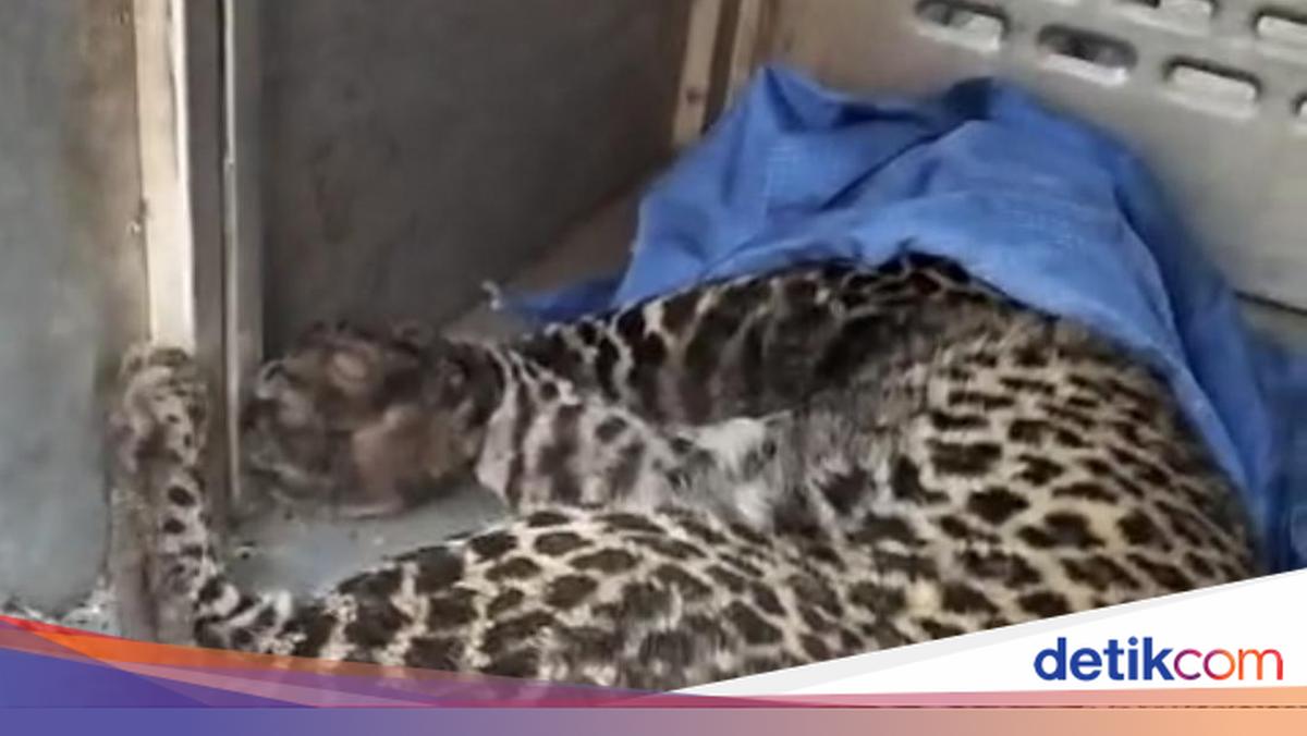 Macan Tutul Terjerat Jebakan Babi di Bogor Berhasil Dievakuasi BKSDA