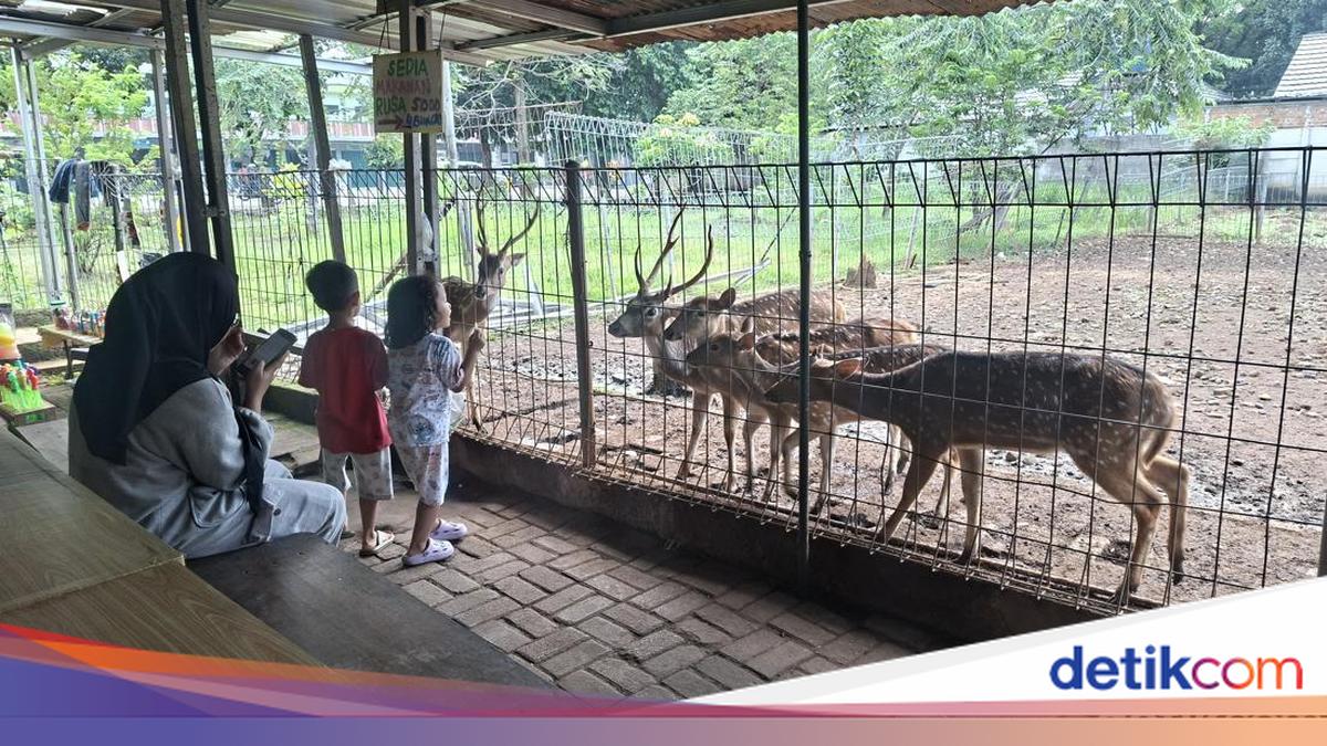 Taman Rusa Bintik Putih, Wisata Kecil dan Murah Meriah Alternatif Ragunan