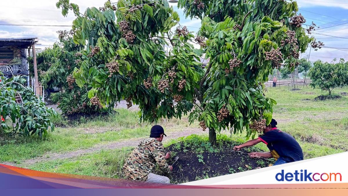 Lahan tandus di Tulangan, Sidoarjo, Jawa Timur disulap menjadi kebun kelengkeng seluas 1,5 hektare. Dari sana, Yulianto meraup omzet ratusan juta tiap musim panen!

via @detikjatim_
