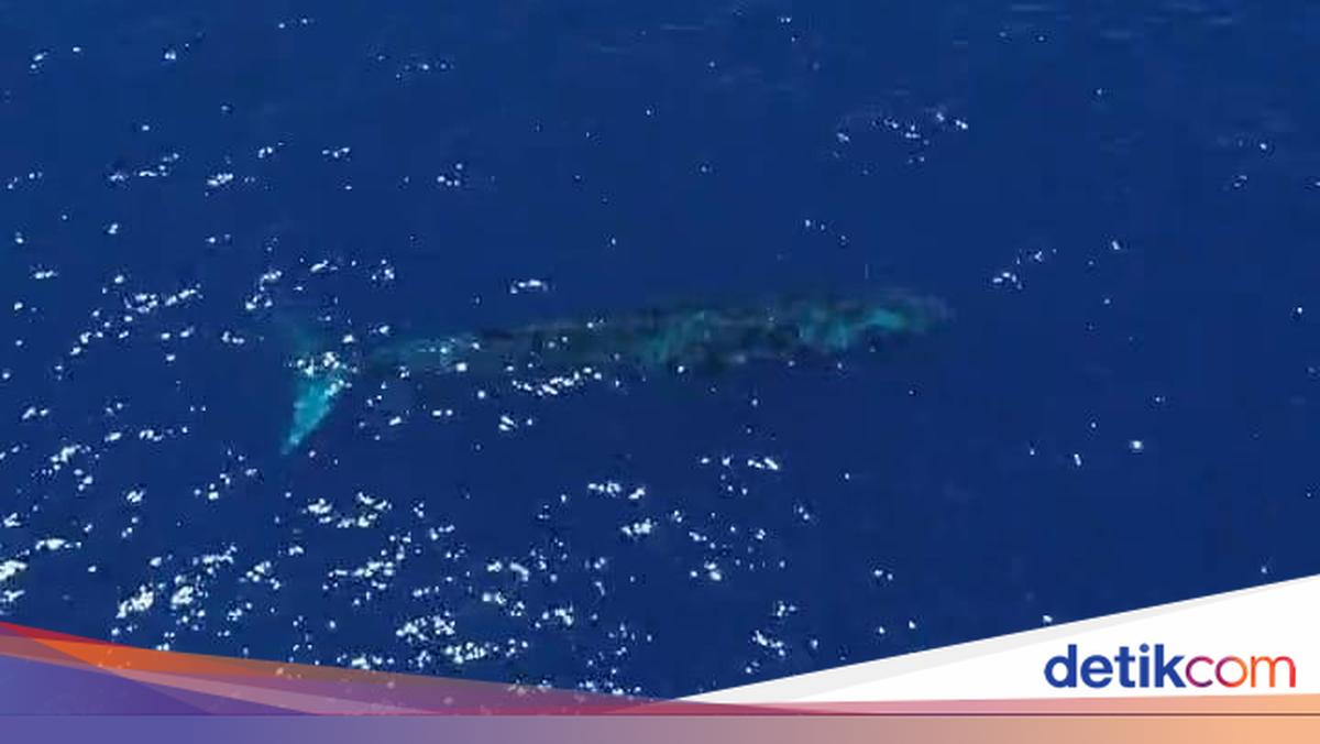 Paus Biru Raksasa 20 Meter Viral di Perairan Gorontalo, Terekam Drone