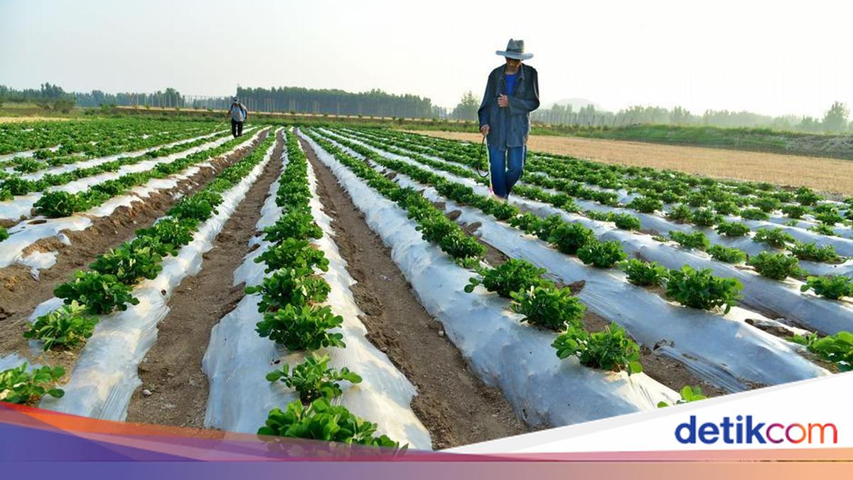 Krisis Pupuk Global Akibat Perang Iran: Ancaman Ketahanan Pangan Dunia