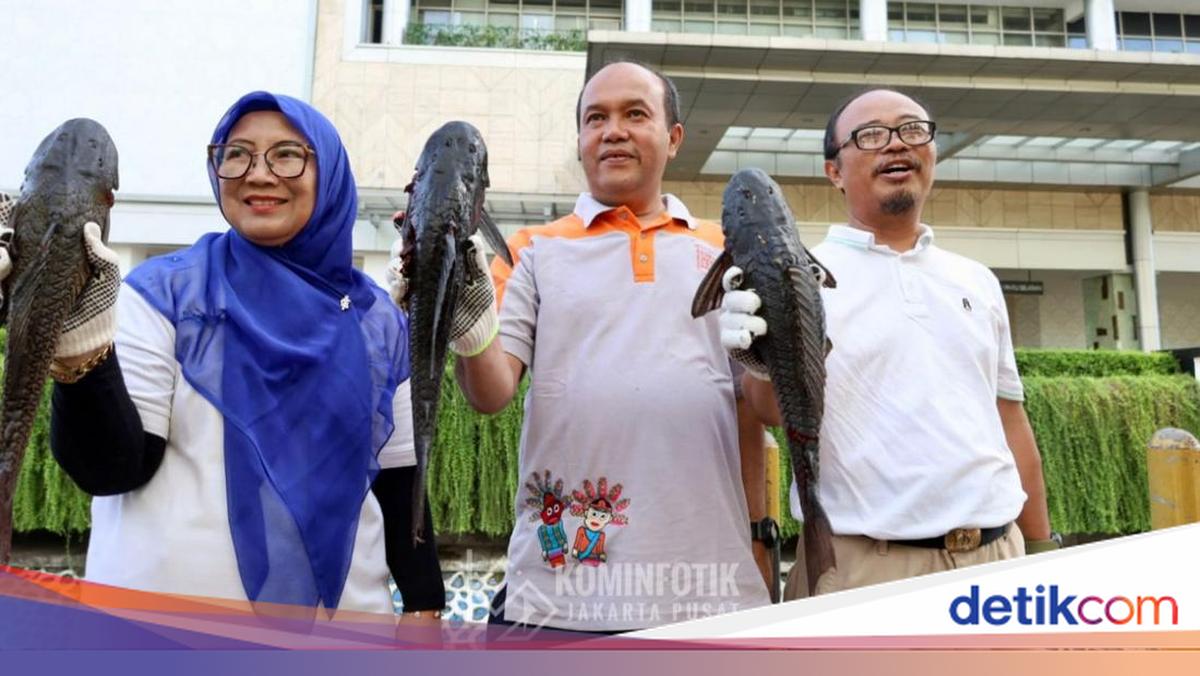 Operasi Gabungan Tangkap 41 Ikan Sapu-sapu di Kali Cideng Jakarta