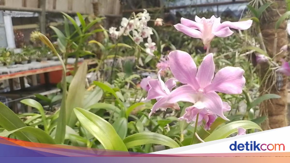 Bojongseungit Orchid di Sumedang berhasil mengembangkan tiga anakan anggrek yang diakui dunia. Berikut ini keunikan dan sejarah di balik setiap varietasnya. Simak yuk!

Via @detikjabar_