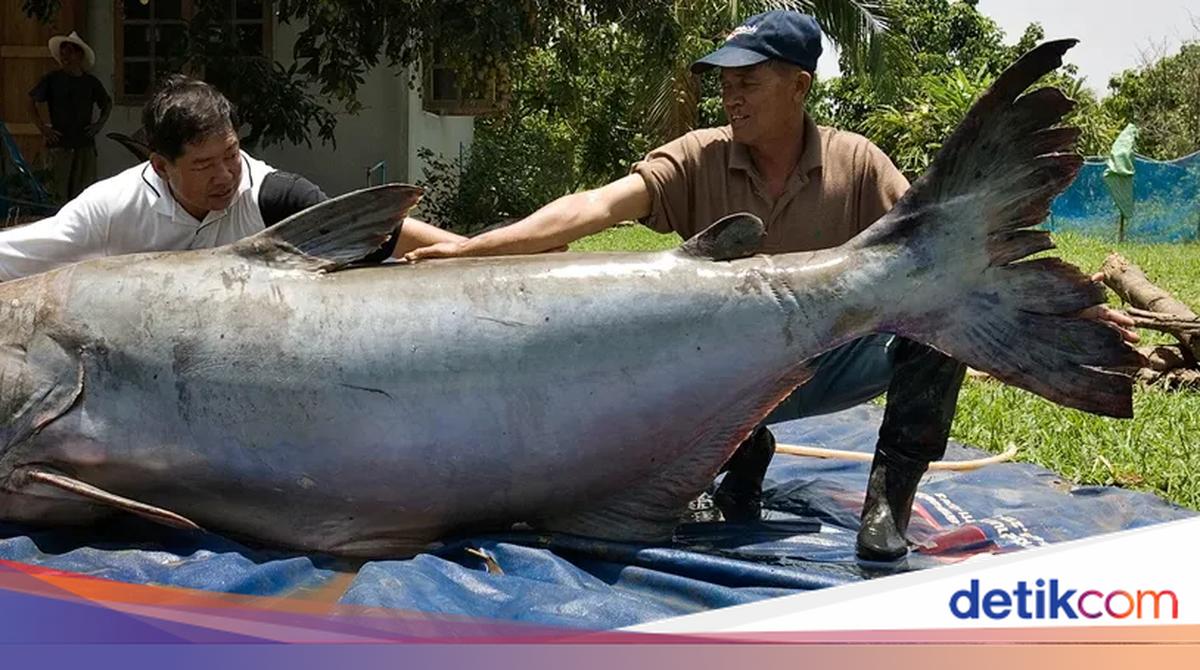 Kisah Penangkapan Lele Raksasa Sebesar Beruang