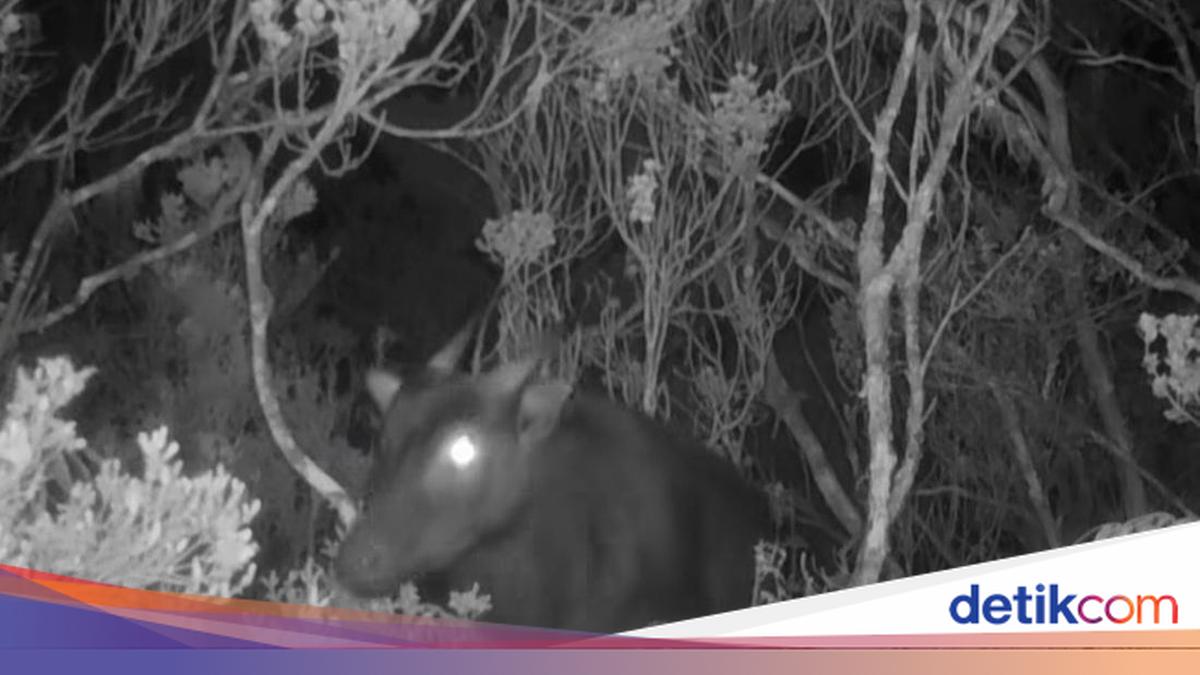 Penampakan Anoa di Gunung Latimojong, Enrekang, Sulsel, terekam kamera jebak Yayasan Aksi Konservasi Celebica. Satwa langka ini jarang terlihat oleh pendaki.

Via: @detiksulsel_