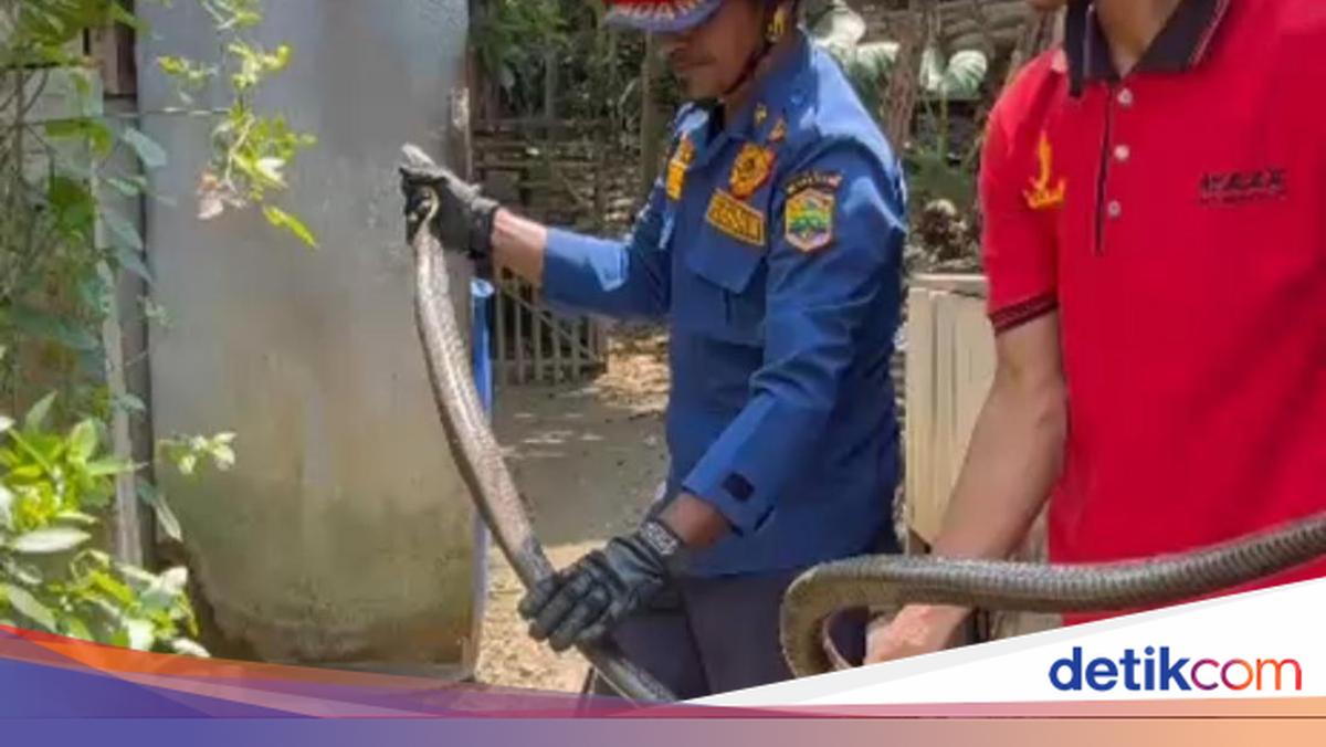 Warga Ciamis Dikejutkan King Cobra 3 Meter Bersembunyi di Kamar Mandi