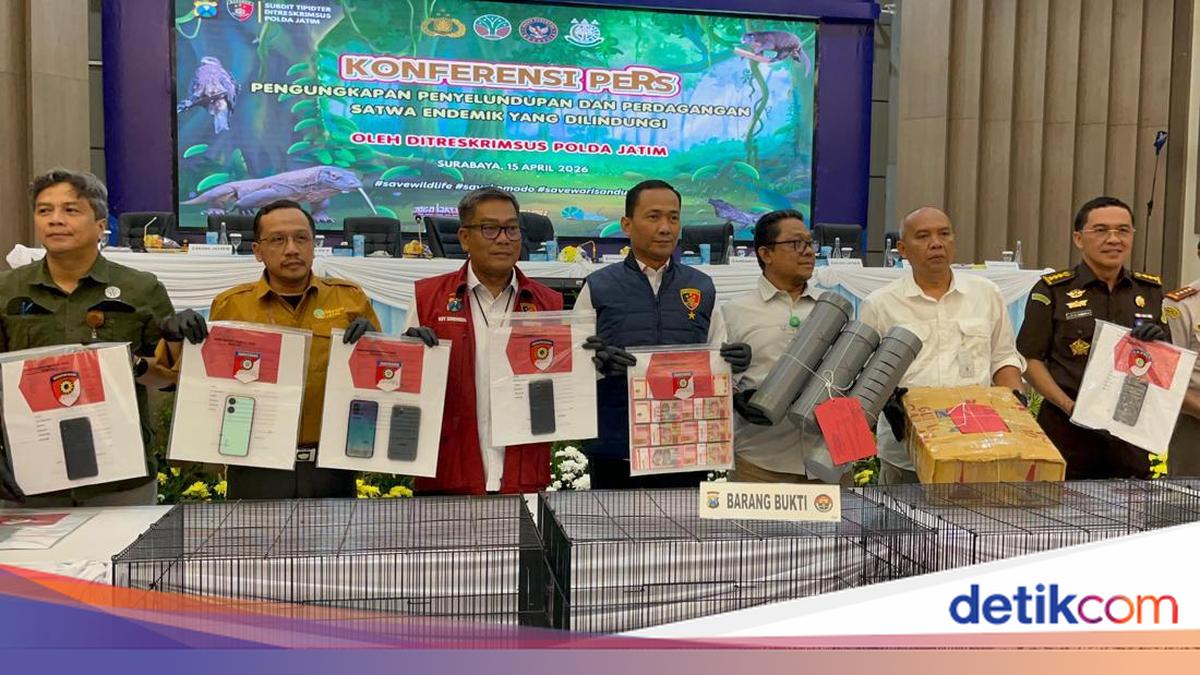 Polda Jatim mengungkap penyelundupan komodo yang melibatkan 11 tersangka. Anakan komodo dimasukkan ke dalam pipa paralon lalu disembunyikan di kardus. Jumlah total perdagangan 20 ekor Komodo senilai Rp 565 juta.

via @detikjatim_