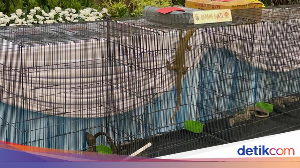 Parah! 3 Komodo Diselundupkan dari NTT ke Surabaya Pakai Paralon