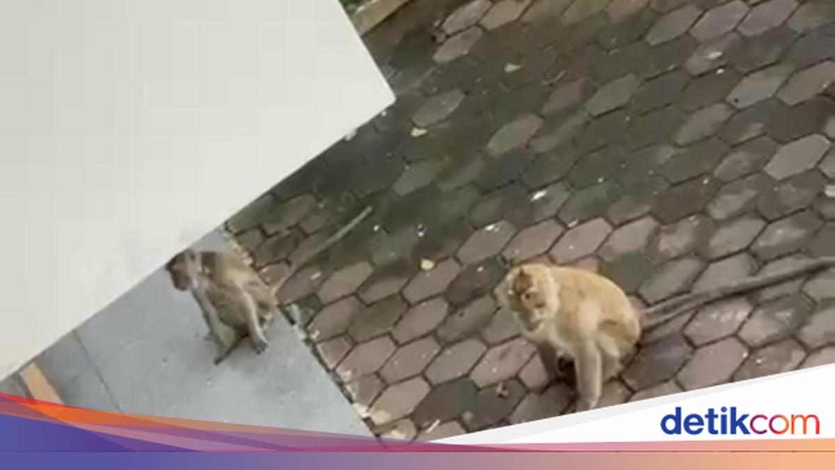 Koloni monyet liar menyerang Kampung Legok Kadu, Tasikmalaya, merusak rumah dan mencari makanan. Warga resah, polisi turun tangan untuk mengatasi masalah ini.

Via @detikjabar_