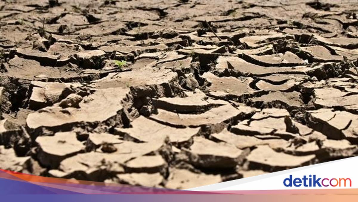 Efek El Nino, Juli Tahun Ini Suhunya Paling Tinggi Sejak 1991