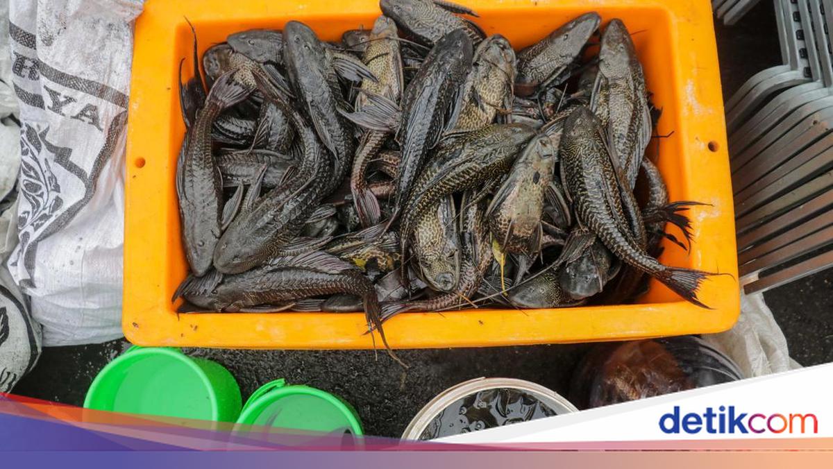 KPKP DKI: Ikan Sapu-sapu Belum Bisa Dimanfaatkan, Residu Logam Berat Tinggi