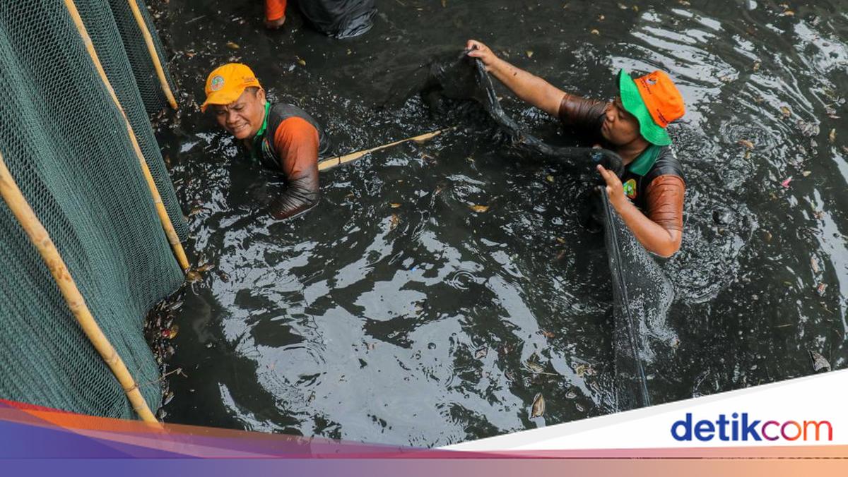 Hampir 7 Ton Ikan Sapu-sapu di Jakarta Diberantas, Bahaya Jika Dikonsumsi