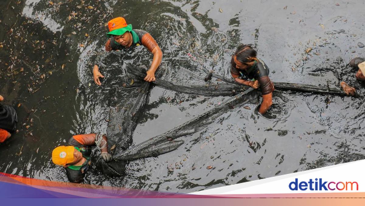 Jakarta Basmi Ikan Sapu-sapu, Hampir 7 Ton Ditumpas dalam Sehari