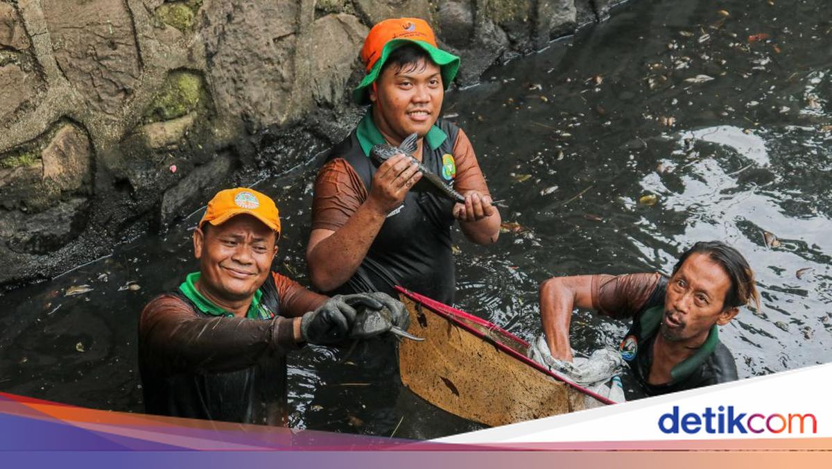 KKP Siap Revisi Aturan untuk Kendalikan Populasi Ikan Sapu-sapu yang Invasif