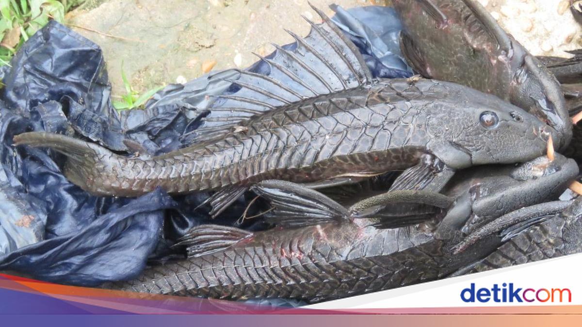 Kadis KPKP DKI Akui Sulit Musnahkan Ikan Sapu-Sapu Satu Per Satu