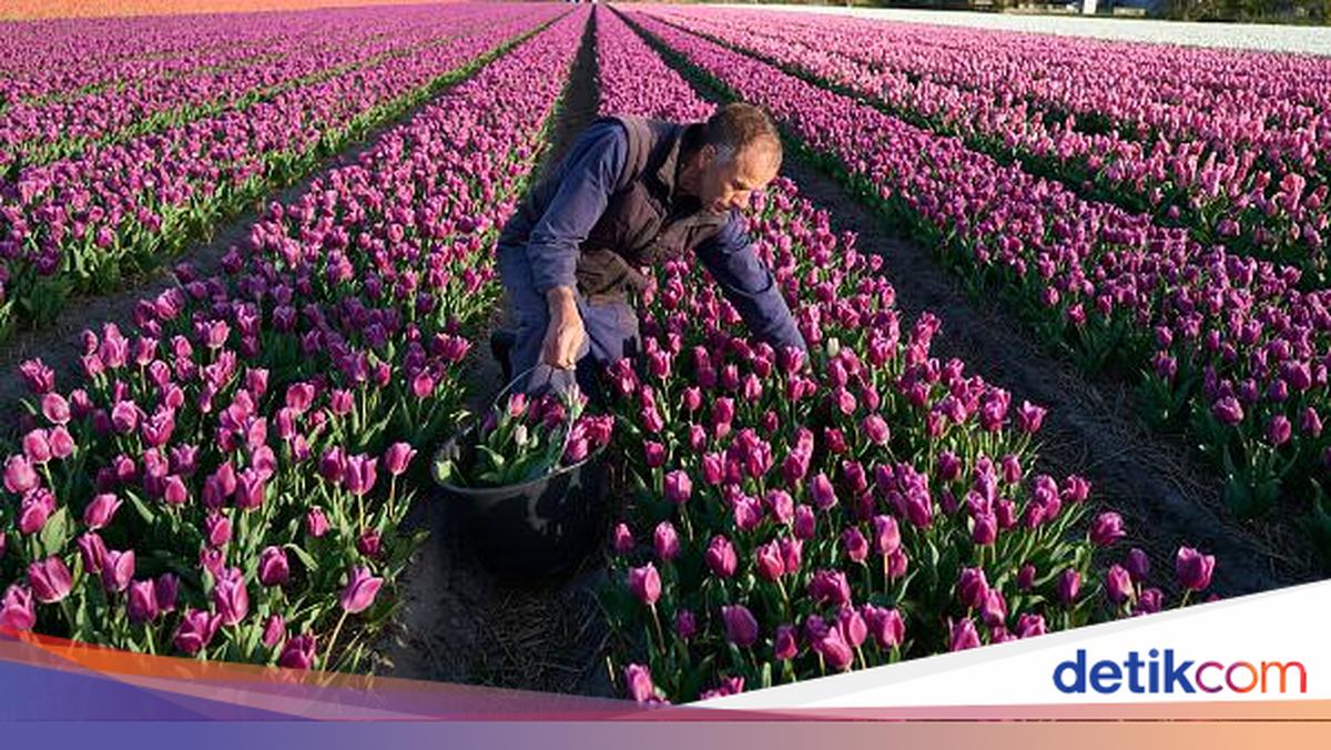 Intip Ladang Tulip yang Bikin Belanda Jadi Raja Bunga Dunia