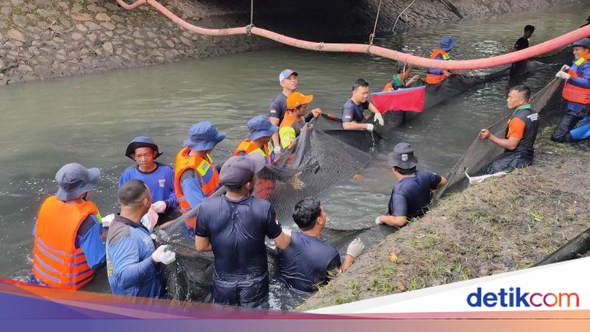 Tumpas Ikan Sapu-sapu, Petugas di Jakbar Dapat Hadiah Uang hingga Tiket Ancol