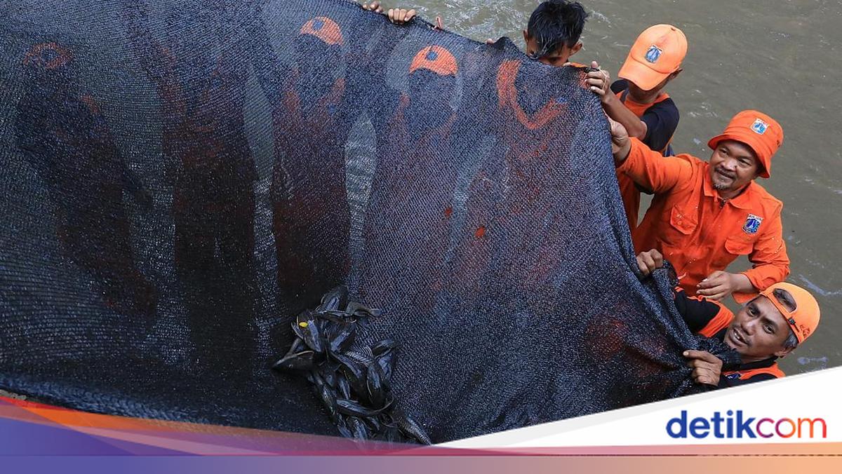 Controlling Invasive Suckerfish in Indonesia: Methods and Challenges