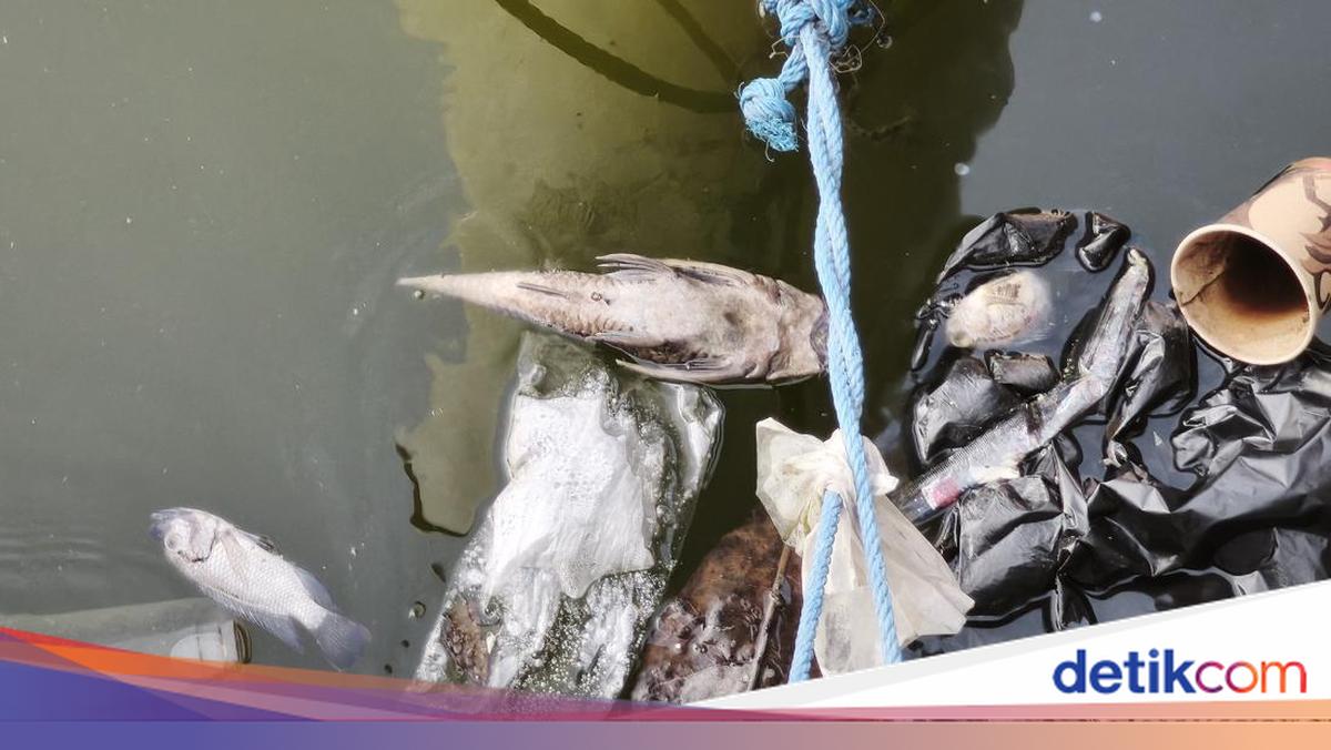 Warga Resah Ada Ikan Sapu-sapu di Polder Tawang Semarang: Rusak Pancing