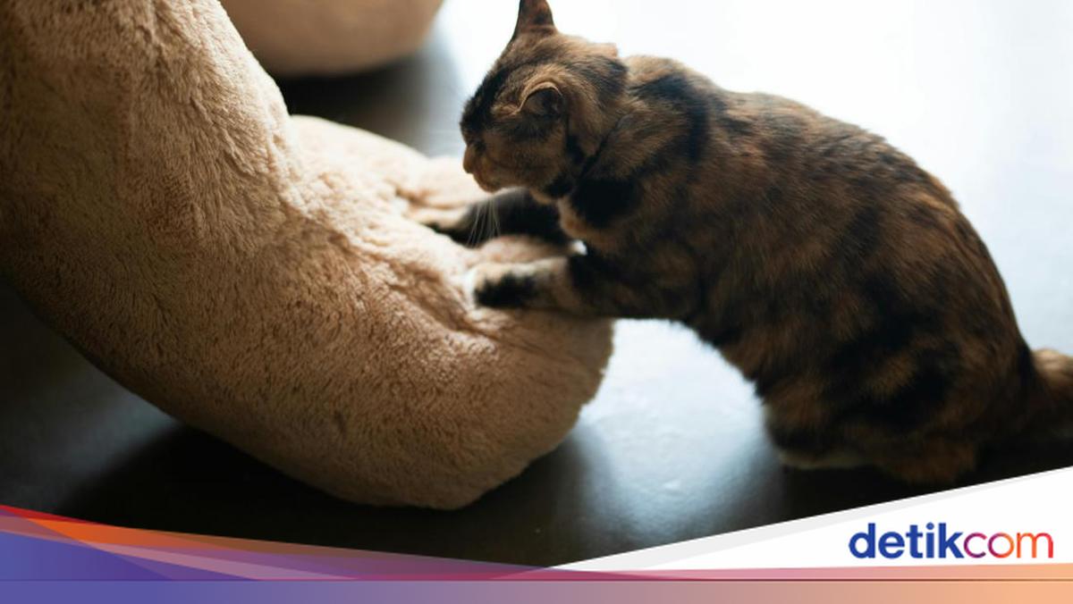 Kenapa Kucing Suka Menguleni? Ini 7 Alasannya yang Mungkin Tidak Kamu Duga!