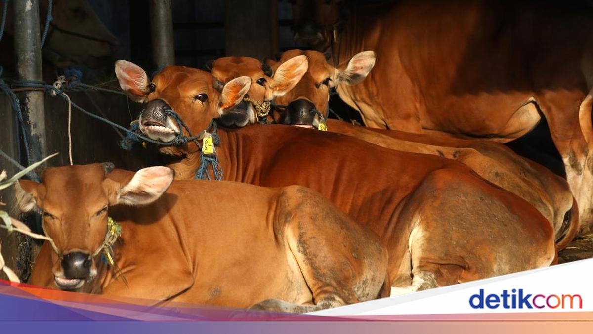 Pernah Sebut 19.000 Sapi Dipotong Tiap Hari untuk MBG, Kepala BGN ...