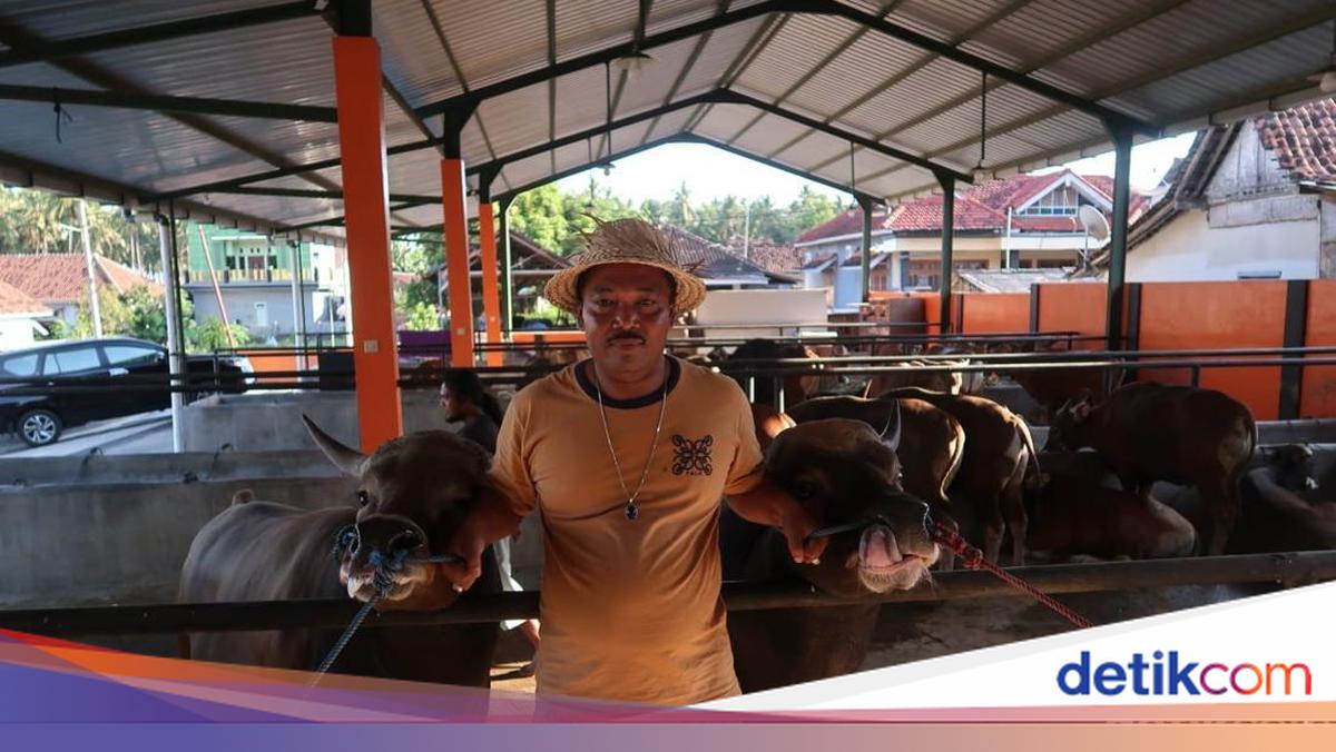 Api Sapi Meski Defisit, Pasokan Sapi di Banyuwangi Aman dan Melimpah